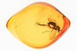 Detailed Fossil Long-Legged Fly (Dolichopodidae) in Baltic Amber #357838-1